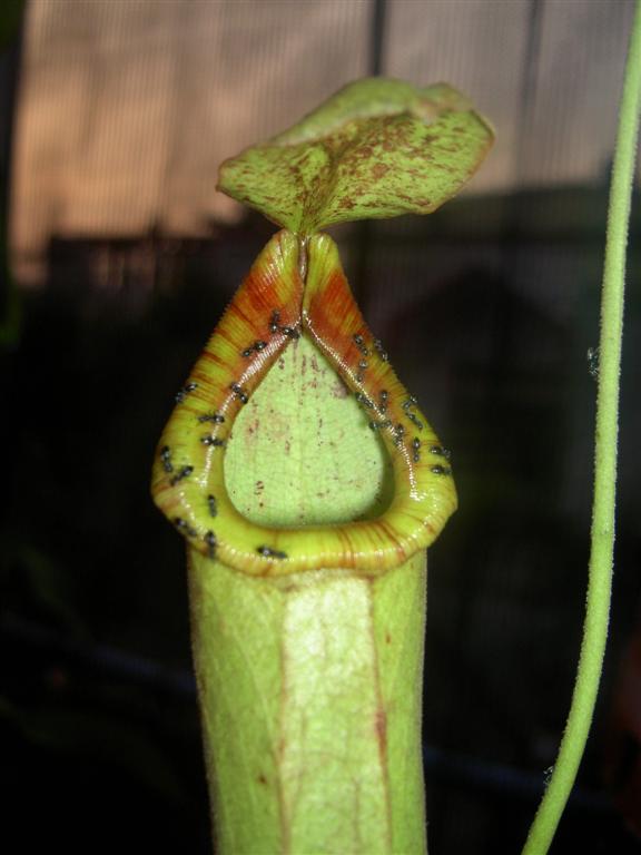 Nepenthes truncata x mirabilis